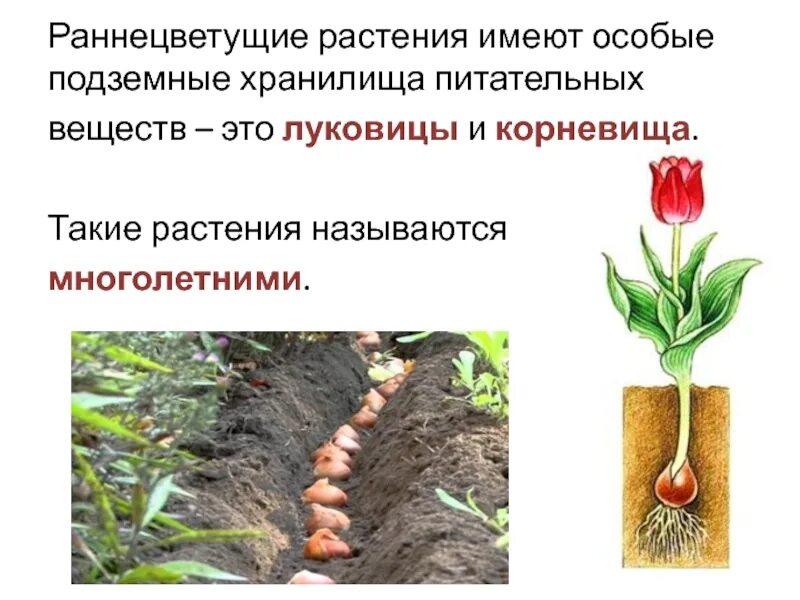 Какое растение имеет корни луковицы в степях