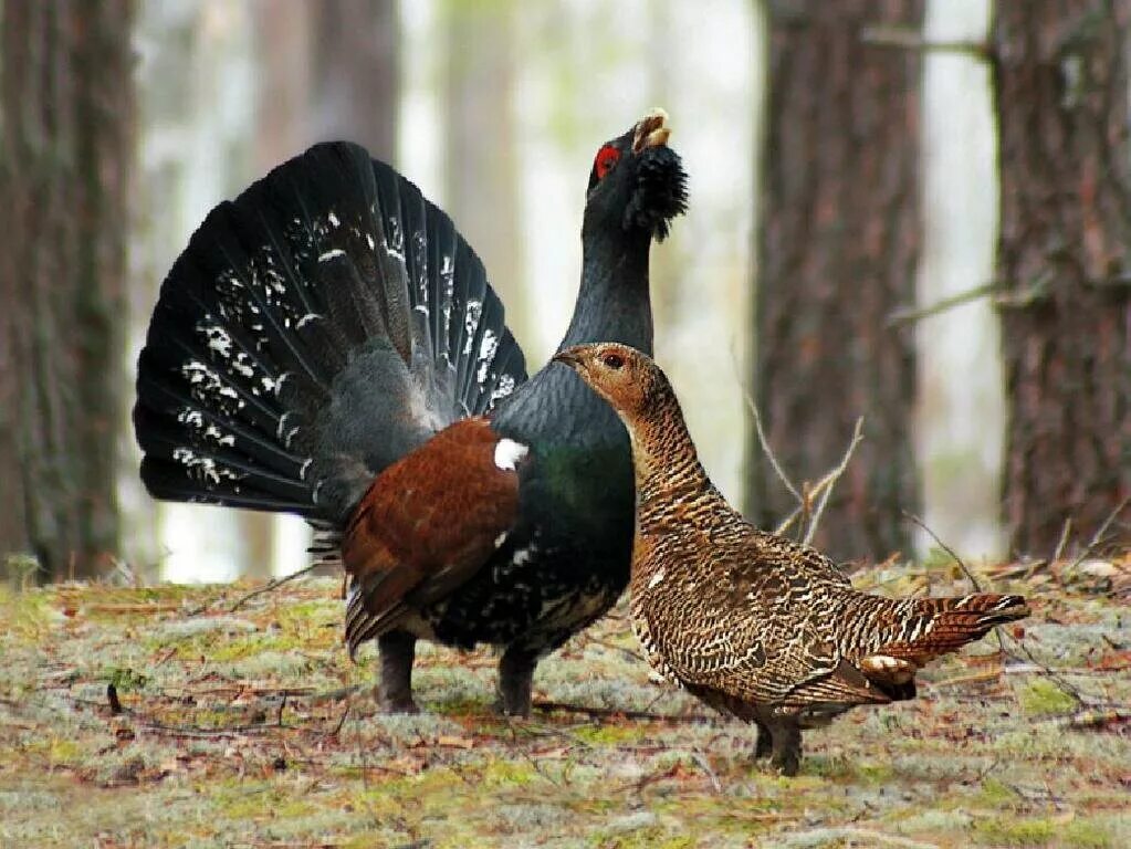 Глухарка самка. Глухарь (tetrao urogallus). глухарь и капалуха. глухарь обыкновенный самец и самка. глухарь птица самка.