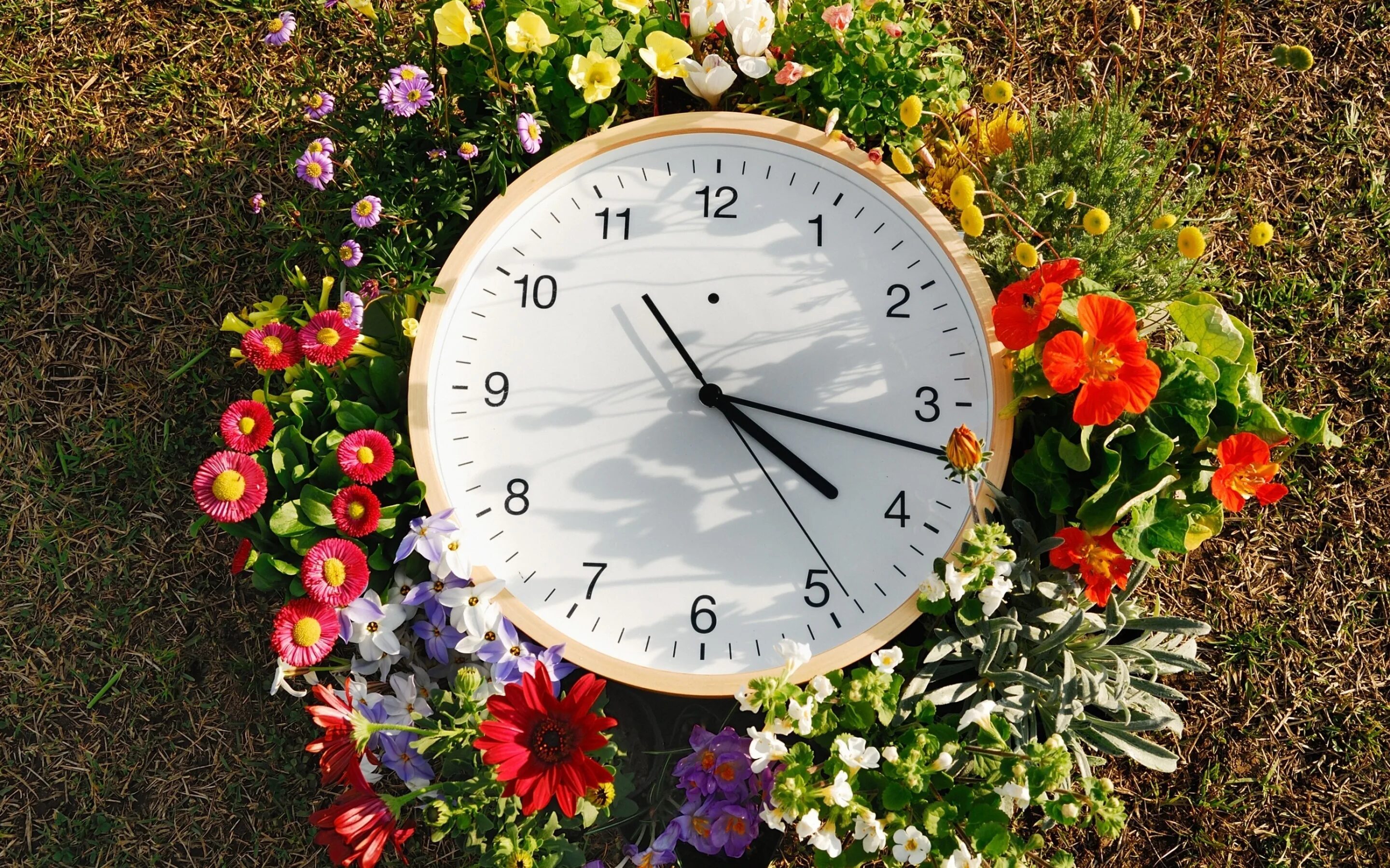 Сколько минут будет лето. Цветочные часы. Цветочные часы растения. Красивые часы. Цветы часики.