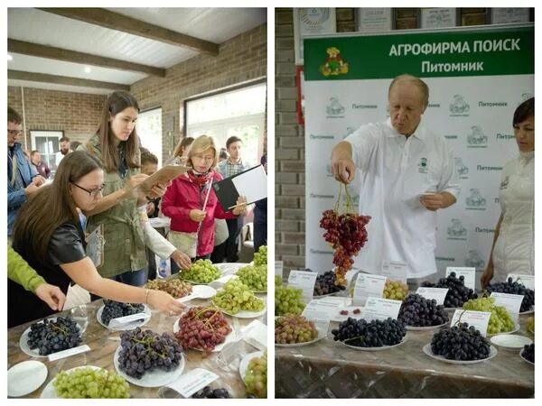 Смена сада. Агрофирма поиск. Саженцы Агрофирмы. Агрофирма поиск сотрудники. Агрофирма поиск питомник.