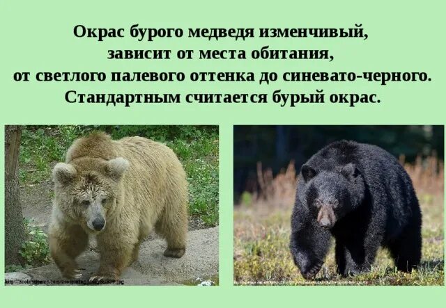 Сочинение описание по картине камчатский бурый медведь. Окрас бурого медведя. Презентация животные Евразии бурый медведь. Окрас медвежат. Эндемик Евразии бурый медведь.