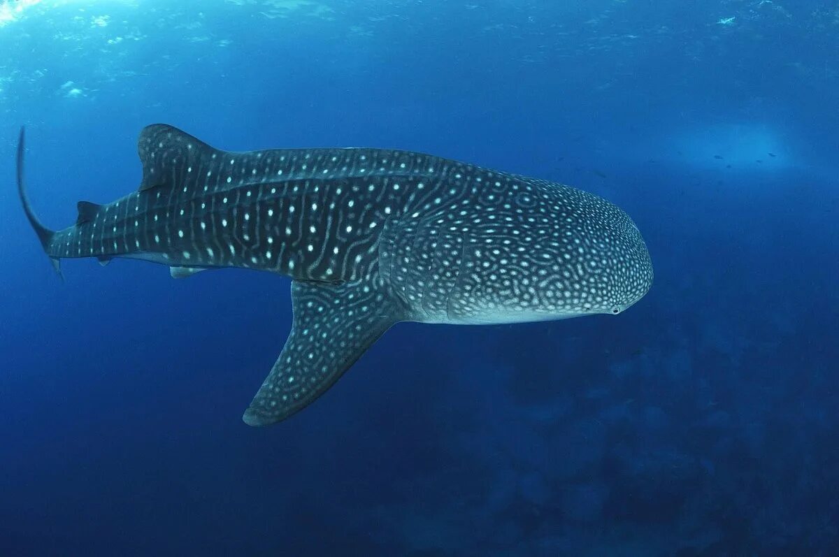 Китовая акула самая большая рыба в мире. Rhincodon typus акула. Гигантская китовая акула. Самая большая рыба в истории человечества. Китовая акула.