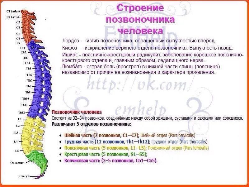 Отделы спины. Схема позвоночника человека с обозначением позвонков. Th1-th12 позвоночника. Сегменты th1-th12 позвонка. Строение позвоночника с7 th1.