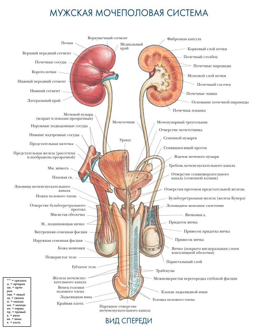 Что составляет репродуктивной системы человека. Анатомия мочевыделительной системы строение почки. Мочевыделительная система человека схема расположения. Анатомический атлас человека мочевыделительная система. Схема строения мочевыделительной системы мужчины.