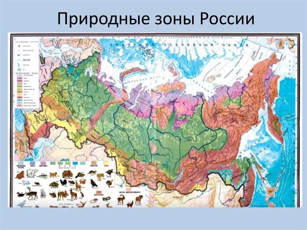 Подготовка к природным зонам. Природные зоны России атлас 8. Карта природных зон. Карта природных зон России. Природные зоны России картинки.