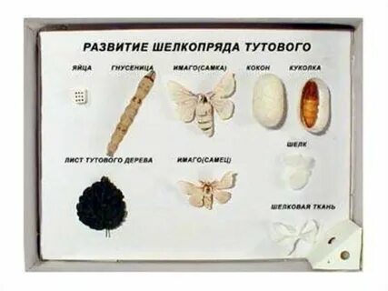 Коллекция развития