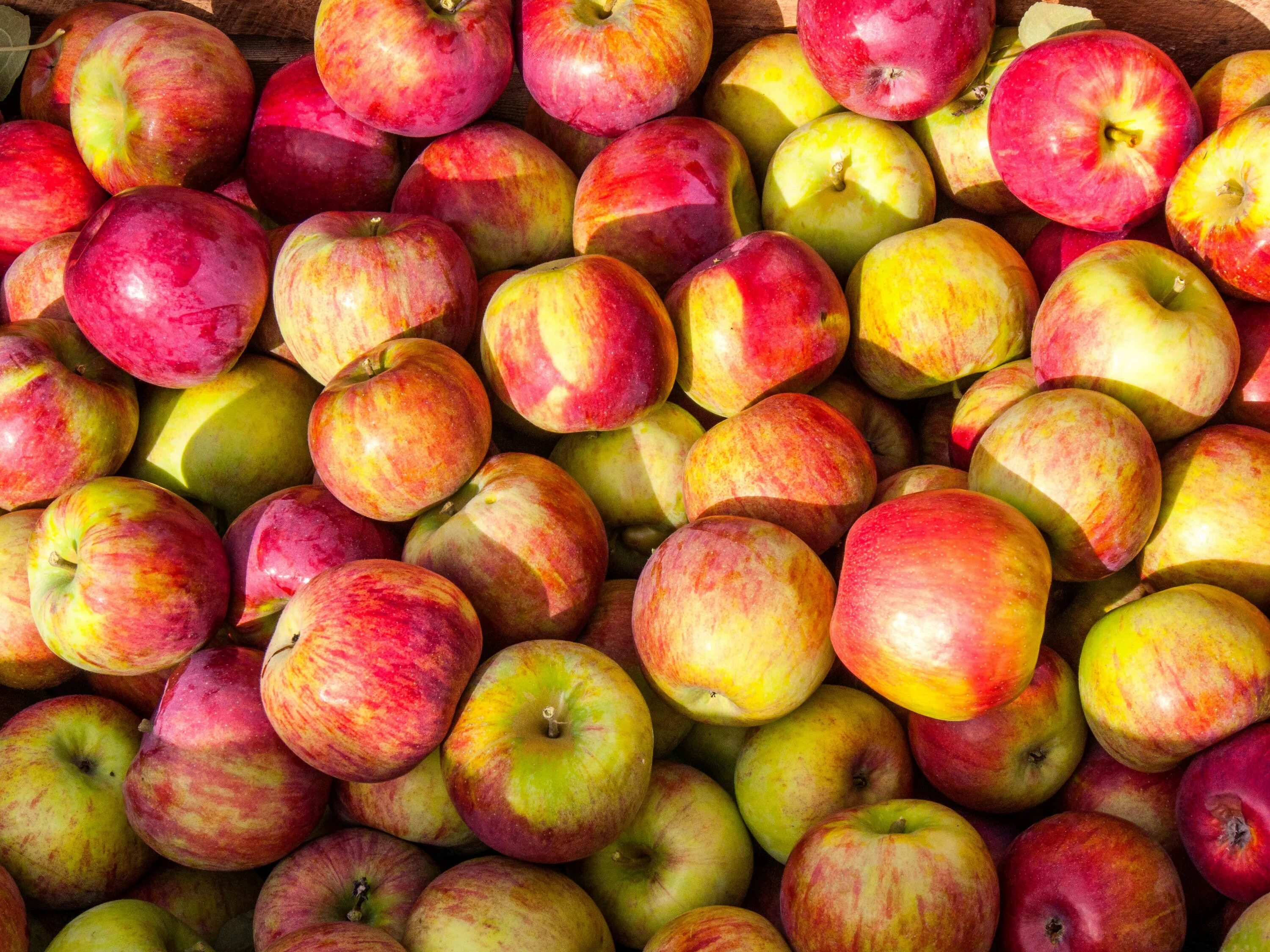 Many apples
