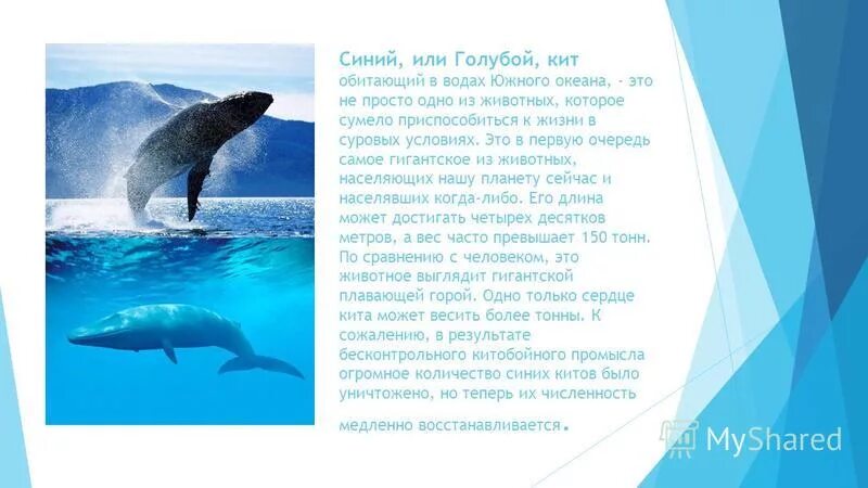 В какой зоне обитает кит. Нарвал и гренландский кит. Обитания скатообразных. Усатые киты. Гренландский кит презентация.