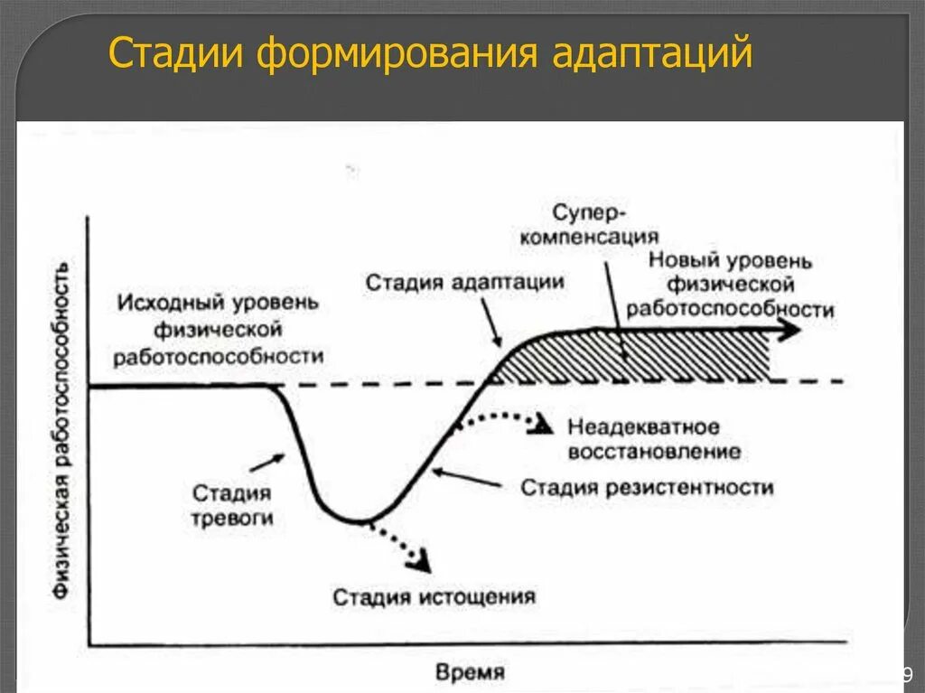 Изменение физической работоспособности. Фазы адаптации организма к физическим нагрузкам. Стадии физиологической адаптации. Стадии долговременной адаптации схема. Адаптация к физическим нагрузкам схема.