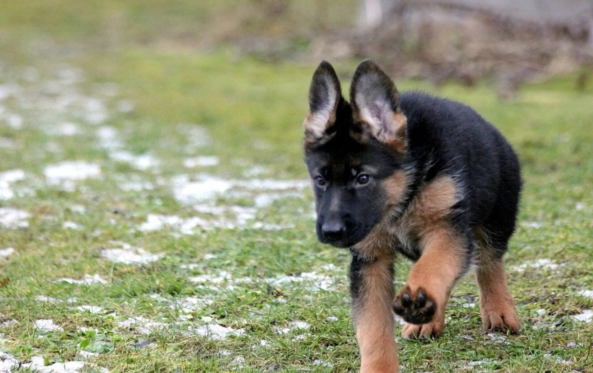 Как воспитывать щенка немецкой. Баварская овчарка Shepherd. German Shepherd немецкая овчарка. Немецкая овчарка Шеферд. Немецкая овчарка Шеферд щенки.