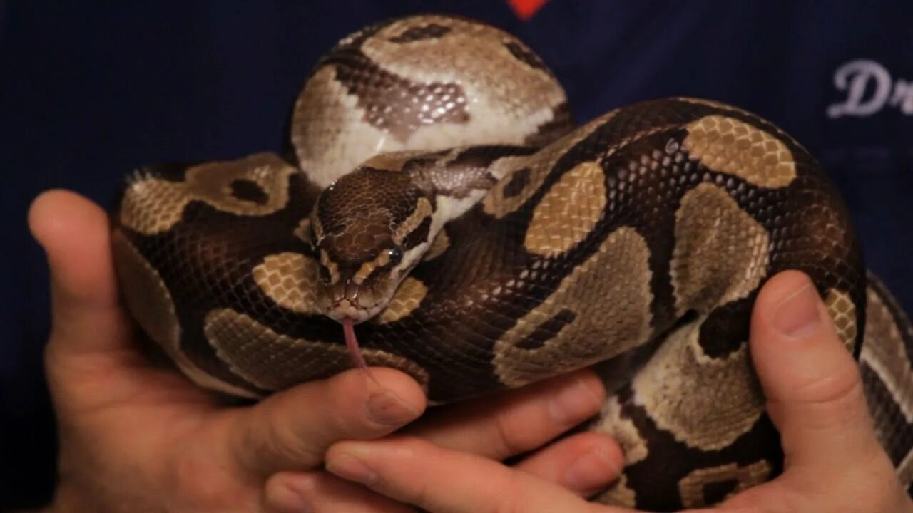 Pet python. Питон доминирует. Python as a Pet. Petting the Snake. Делеппетв питоне.