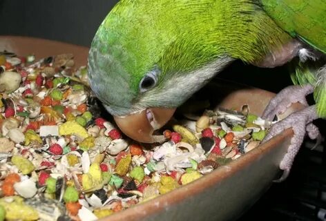 Что любит попугай кушать