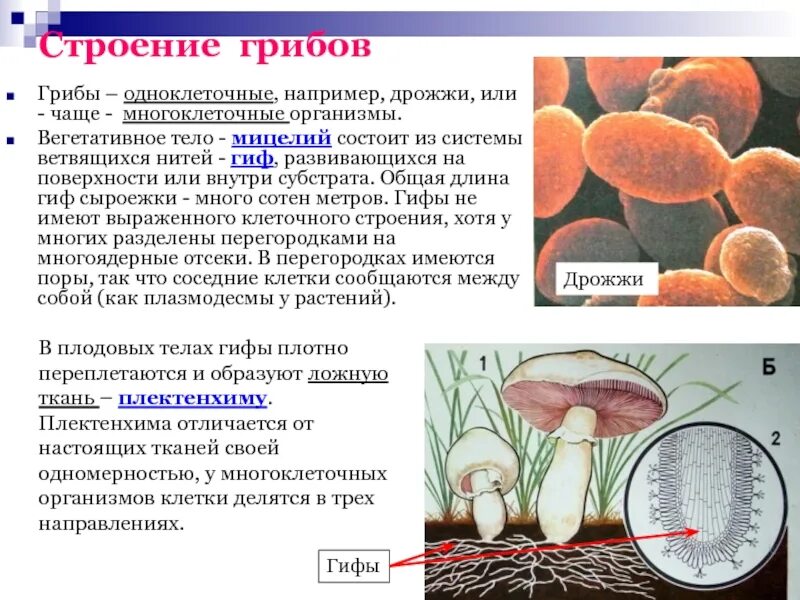 Что представляет собой мицелий. Грибница мицелий строение. мицелий одноклеточный мицелий многоклеточный. мицелий одноклеточных грибов. мицелий грибов микробиология.