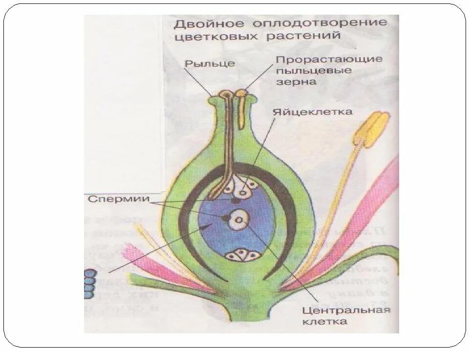 Двойное оплодотворение у цветковых растений. Двойное оплодотворение у цветковых растений схема 9 класс. Схема двойного оплодотворения у цветковых растений 6. Схема двойного оплодотворения у цветковых растений.