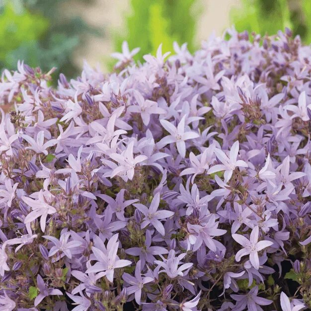 Кампанула пожарского портеншлага. Кампанула портеншлага. Колокольчик пожарского. Колокольчик пожарского блю. Колокольчик пожарского (campanula poscharskyana).