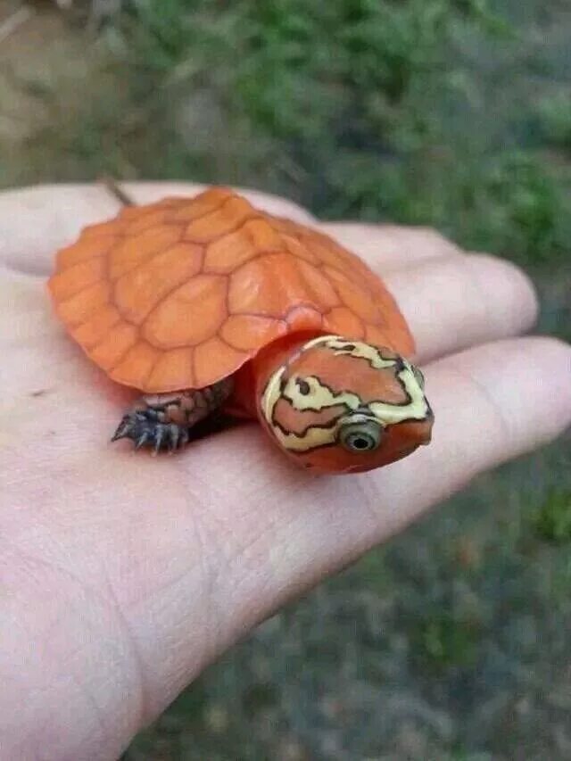 Оранжевоухая черепаха. Маленькие Черепашки. Маленькие черепахи. Экзотические черепахи.