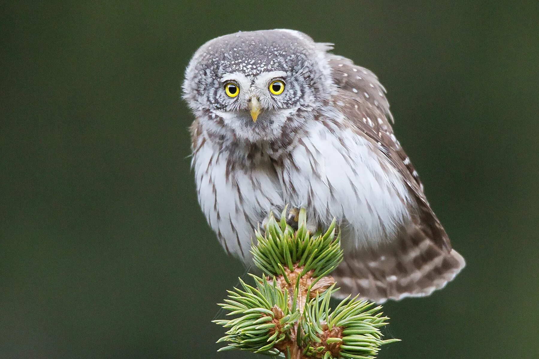 Воробьиный Сыч (сычик). Воробьиный Сыч (Glaucidium passerinum l.),. Воробьиный Сыч Домовой Сыч. Мохноногий воробьиный Сыч.