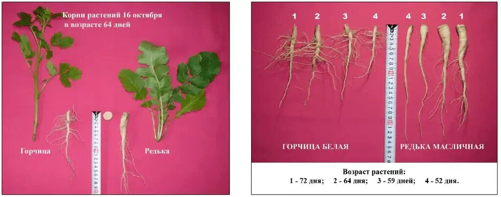 Редька масличная корневая система. Корневая система редиса. Редька масленичная корневая система. Корень редиски.