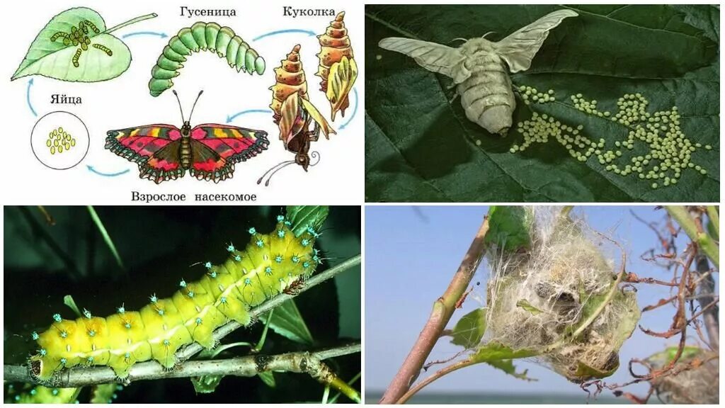 Гусеница в бабочку процесс в коконе. Яйцо личинка гусеница куколка бабочка. Личинка гусеница куколка бабочка. Стадии превращения бабочка яйца гусеница кокон. Стадии гусеница бабочка