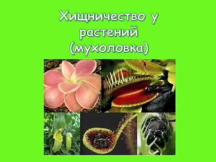 Хищничество между растениями. Хищничество между растениями и животными. Хищничество примеры растений. Хищничество росянка. Хищничество примеры растений.