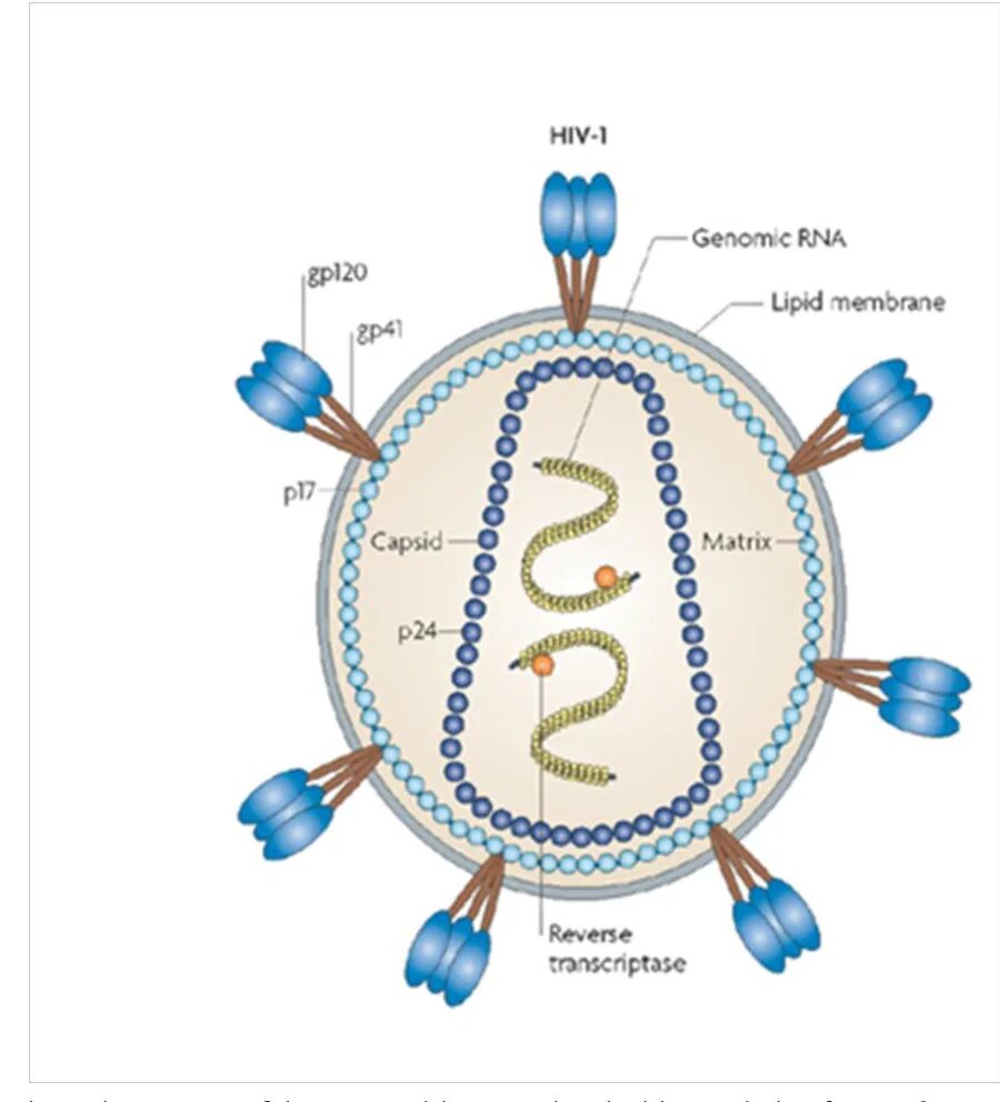 Human immunodeficiency. HIV-1. Human Immunodeficiency virus hiv1? Hiv2. HIV Genome. HIV 1 microphotography.