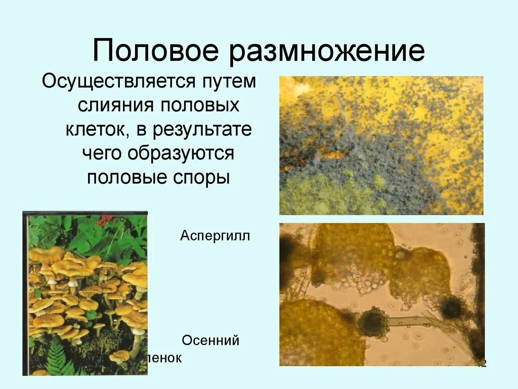 Половое размножение грибов. Грибы размножаются половым путём. Половое размножение гриба. Грибы размножение половым путем. Половые споры грибов