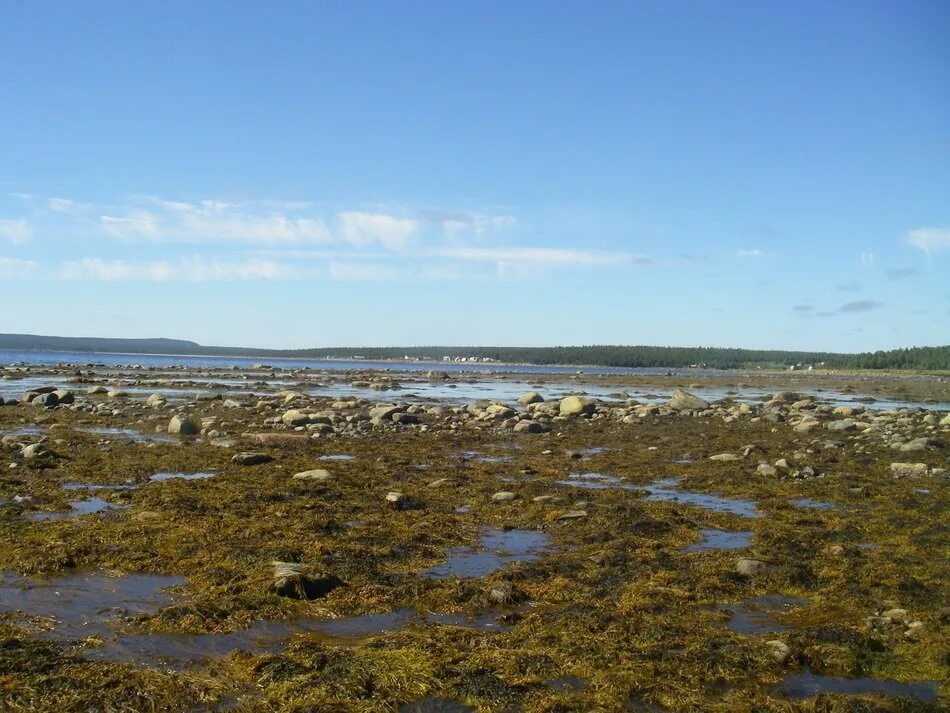 Побережье белого моря онега. Отлив на белом море. Гандвик белое море. Белое море кузомень. Биле море.