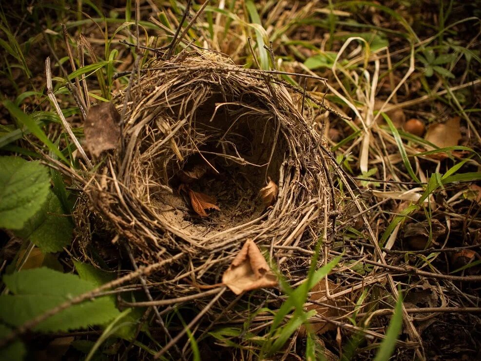 К чему снится куриное гнездо. Капалухиного гнезда. Гнездо домик. Осень гнездо. Гнездо в лесу.