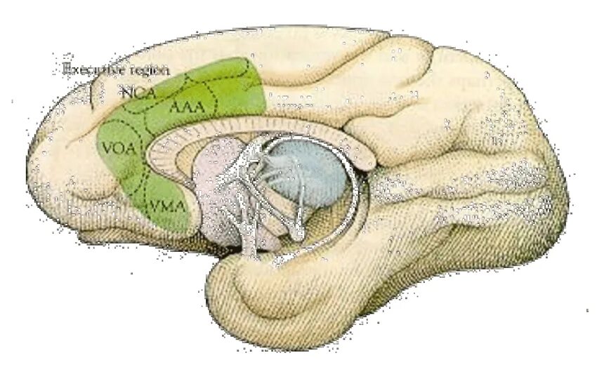Какой мозг у приматов. Anterior cingulate gyrus. Головной мозг приматов. Мозг обезьяны строение.