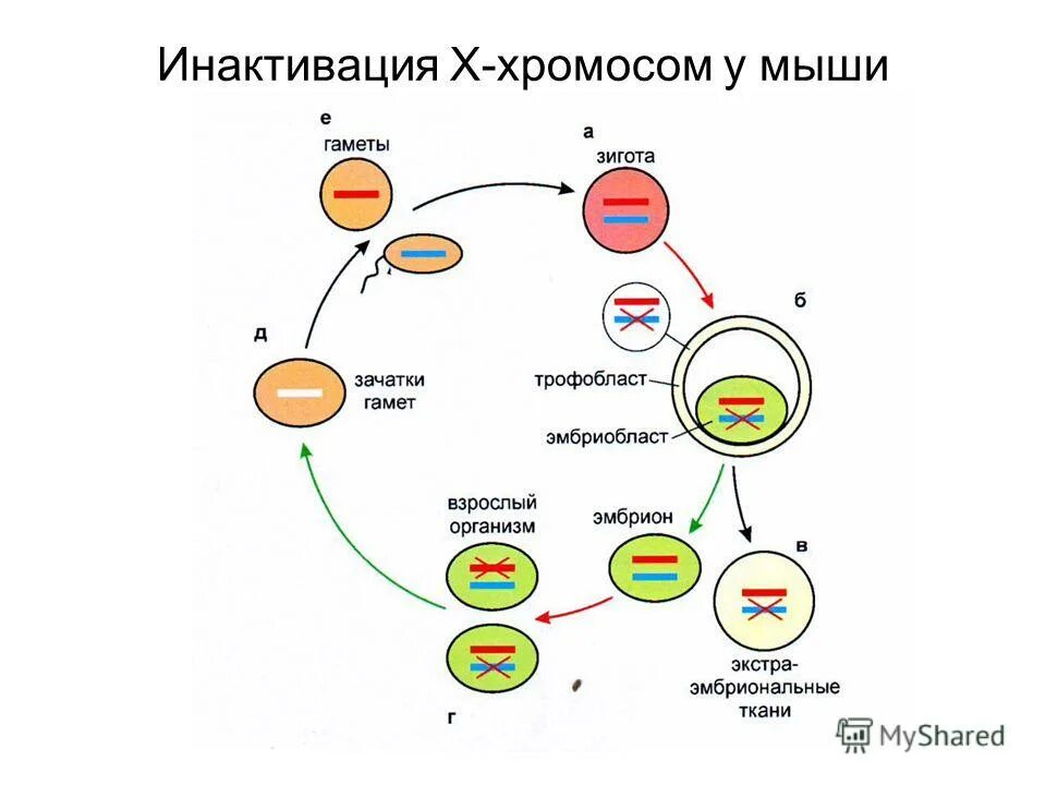 сколько половых клеток у дрозофилы