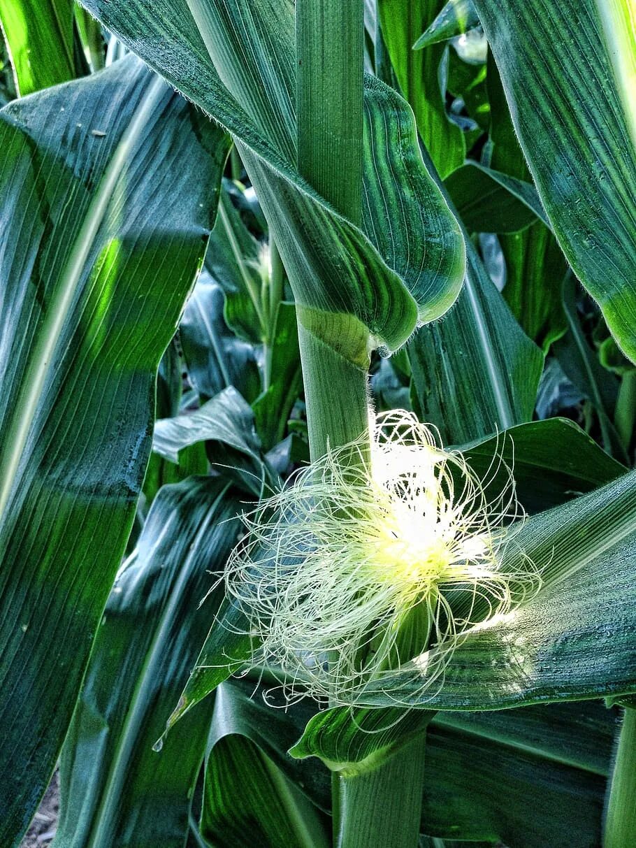 Кукурузные листья купить. Рыльца кукурузы. Цветение кукурузы. Кукурузные рыльца трава. Рыльца кукурузы трава.