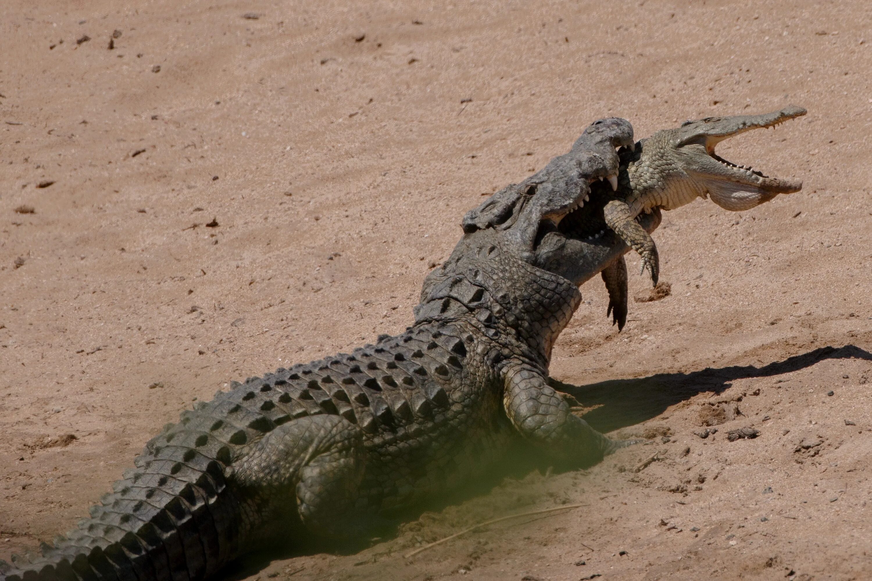 Зверь поедающий своих собратьев. Нильский крокодил. Нильский крокодил детеныш. Гребнистый крокодил и Нильский крокодил. Нильский крокодил нападения.