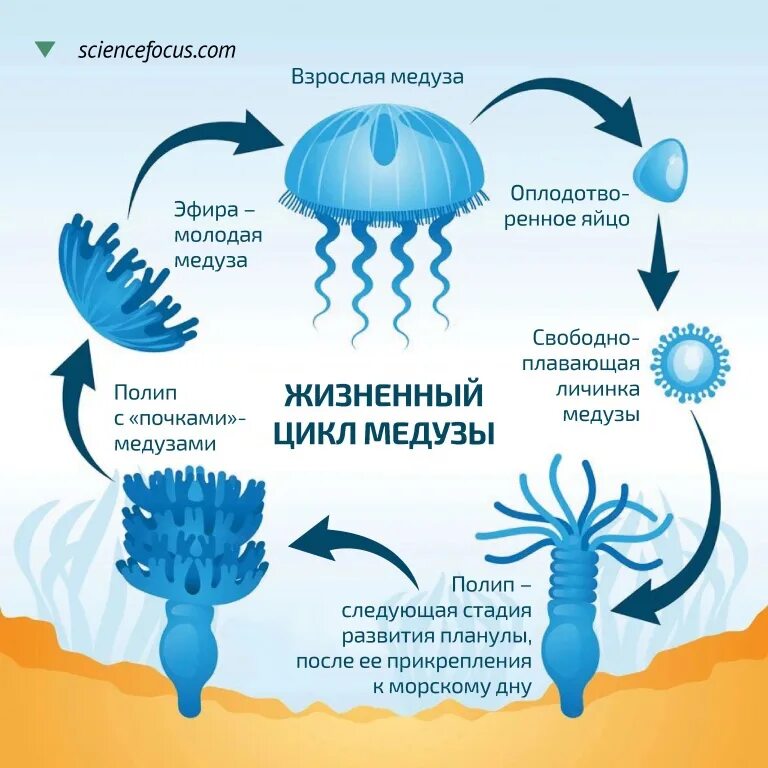 Жизненный цикл медузы. Стадии жизненного цикла медузы. Планула медузы. Жизненный цикл медузы схема.