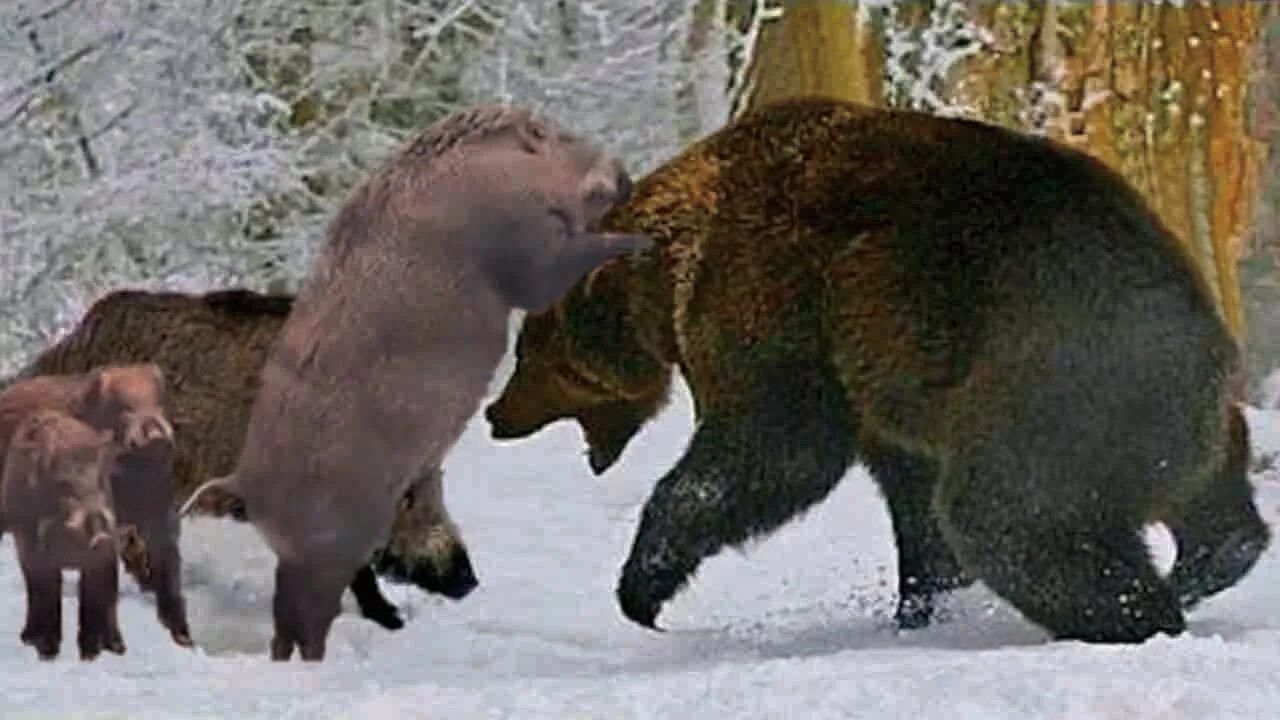 Бурый медведь и кабан. Медведь и кабан. Дикий кабан секач. Бурый медведь против волка. Дикий кабан секач атака.