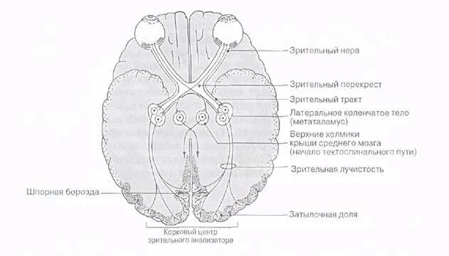 Проводящие пути зрительного анализатора. Зрительный проводящий путь. Зрительный путь схема. Этапы проведения зрительной информации. Переработка информации в зрительной коре