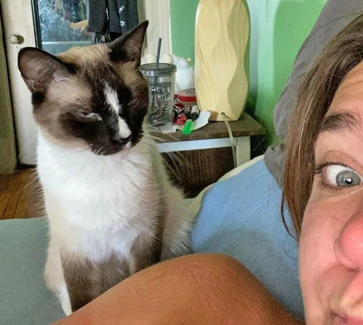 Кот который помогает. Котик помощник. кот заместитель. кот помощник в доме.