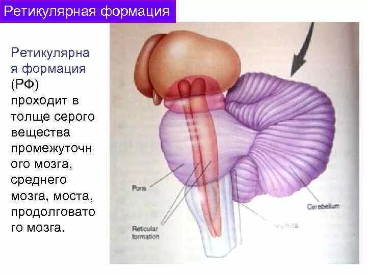 Ретикулярная формация мозгового ствола. Ретикулярные ядра ствола мозга. Ретикулярные ядра продолговатого мозга. Рефлекторная формация ствола мозга.