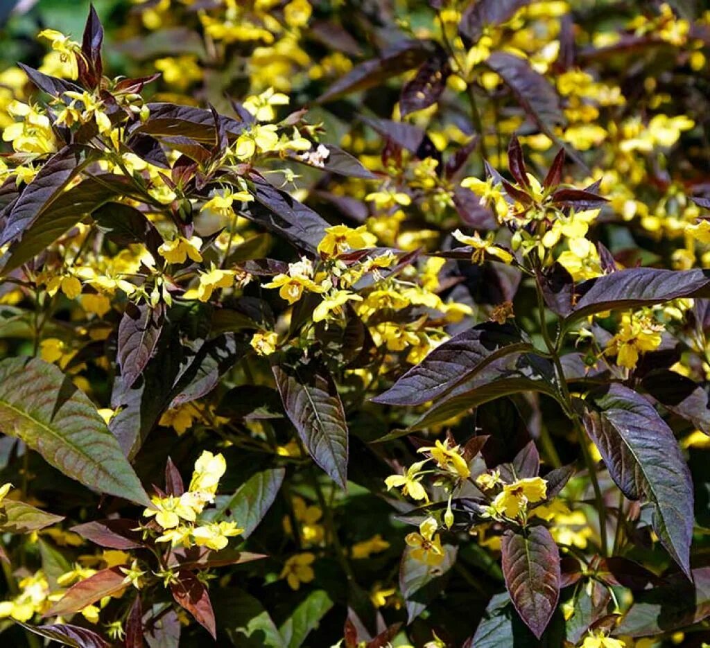 Вербейник реснитчатый файркрекер. Вербейник пурпурный. Вербейник пурпурный. Вербейник файркрекер. Марьянник дубравный цветок.