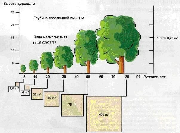 Размер кроны деревьев и кустарников таблица. Деревья по высоте. Высота дерева. Средняя высота дерева.