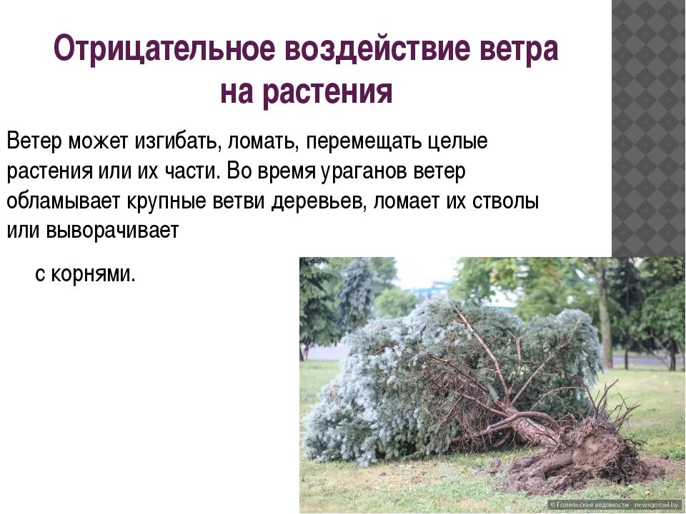 Положительное влияние ветра на растения. Отрицательное влияние ветра. Влияние растительности на ветер. Влияние ветра на природу.