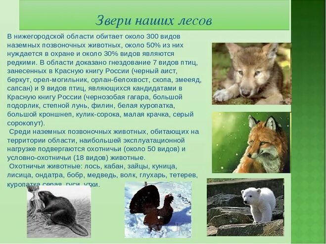 Какие дикие животные обитают в твоем регионе. Животный мир Нижегородской области. Звери обитающие в Нижегородской области. Обитатели наших лесов. Животные леса описание.