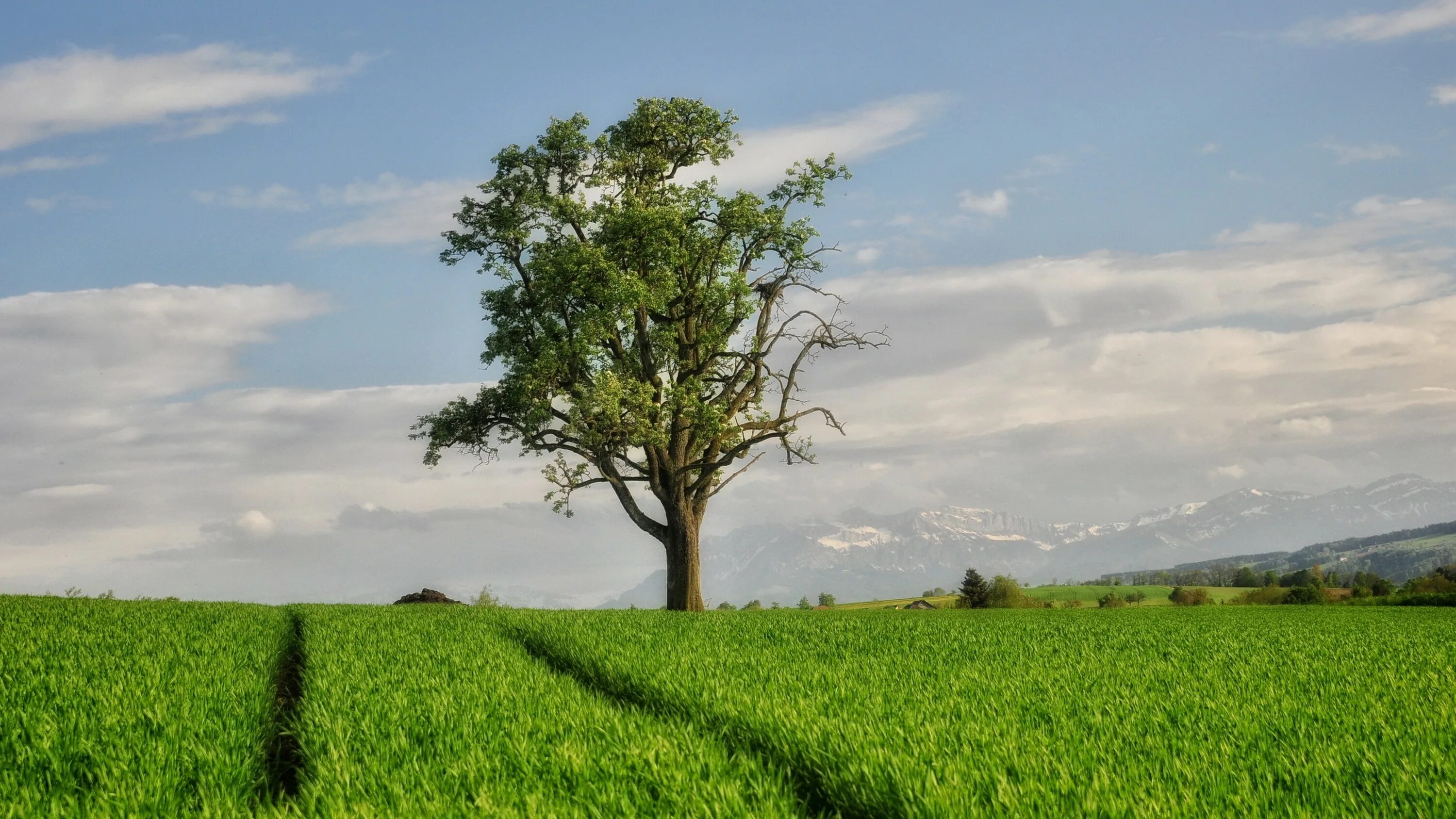 Небо и деревья. Небо и деревья. Дерево в поле. В чистом поле дуб стоит. В чистом поле дуб стоит.