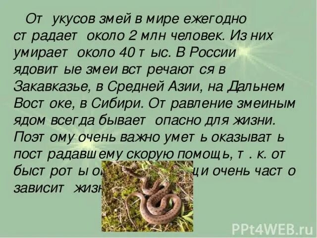Змеиный яд презентация. При укусе ядовитой змеи необходимо. Классификация гадюки обыкновенной. Что делать при укусе змеи гадюки. Сколько людей умирают от укуса змей.