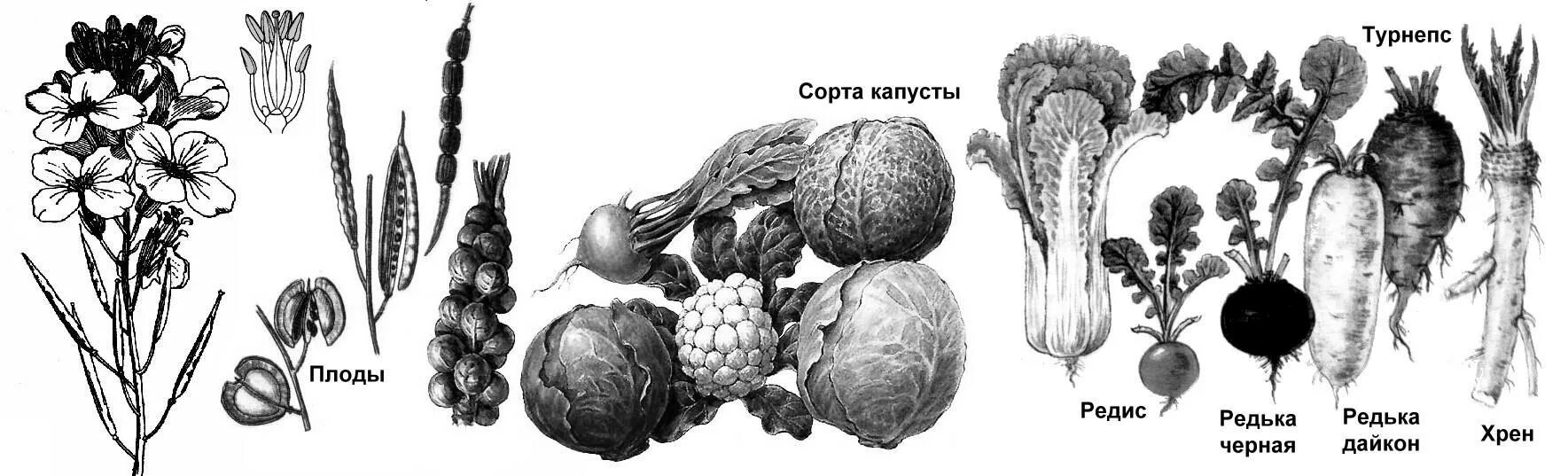 Многообразие семейств. Семейство крестоцветные представители. Представители крестоцветных растений. Крестоцветные капустные представители. Семейство крестоцветные капустные представители.