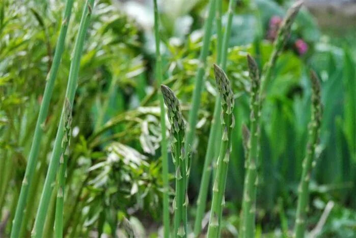 Wheat flour, wheat gluten-rich Asparagus, Herbs, Asparagus roots