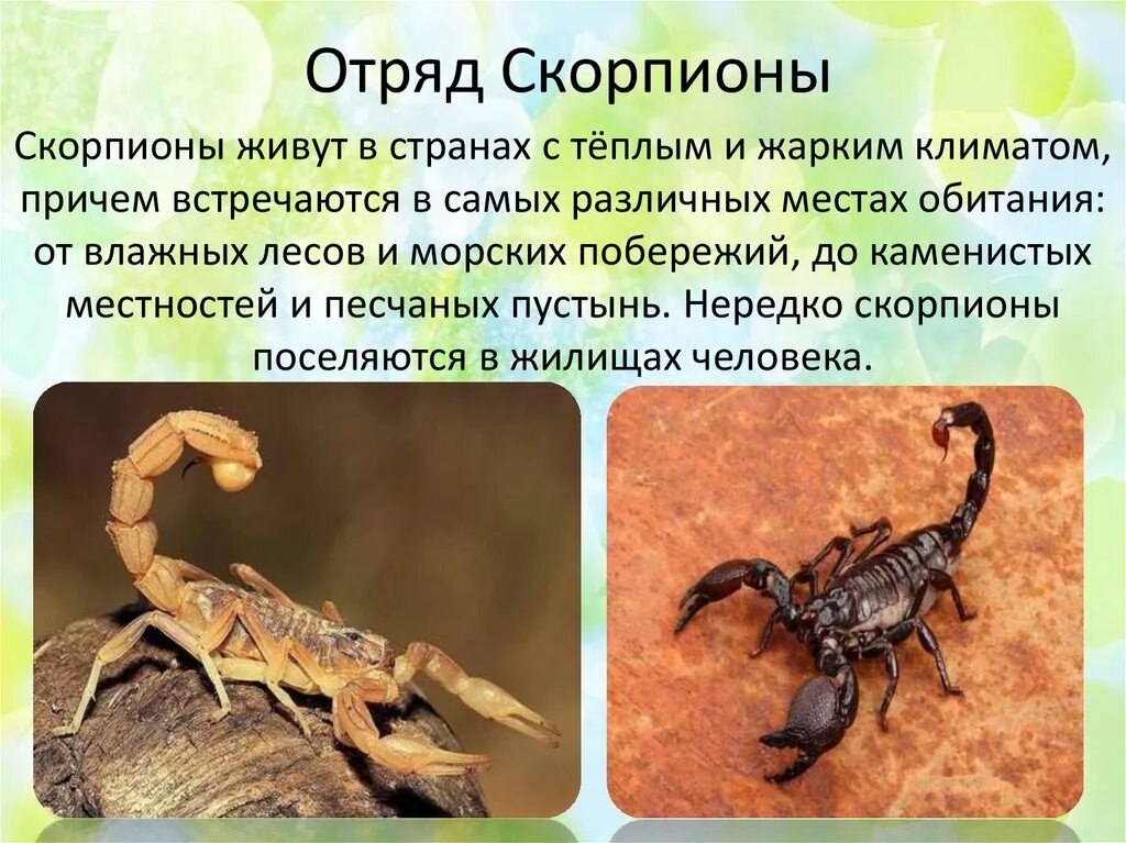 Многообразие скорпионов. Класс паукообразные Скорпионы. Краткая информация о Скорпионе. Скорпион описание.