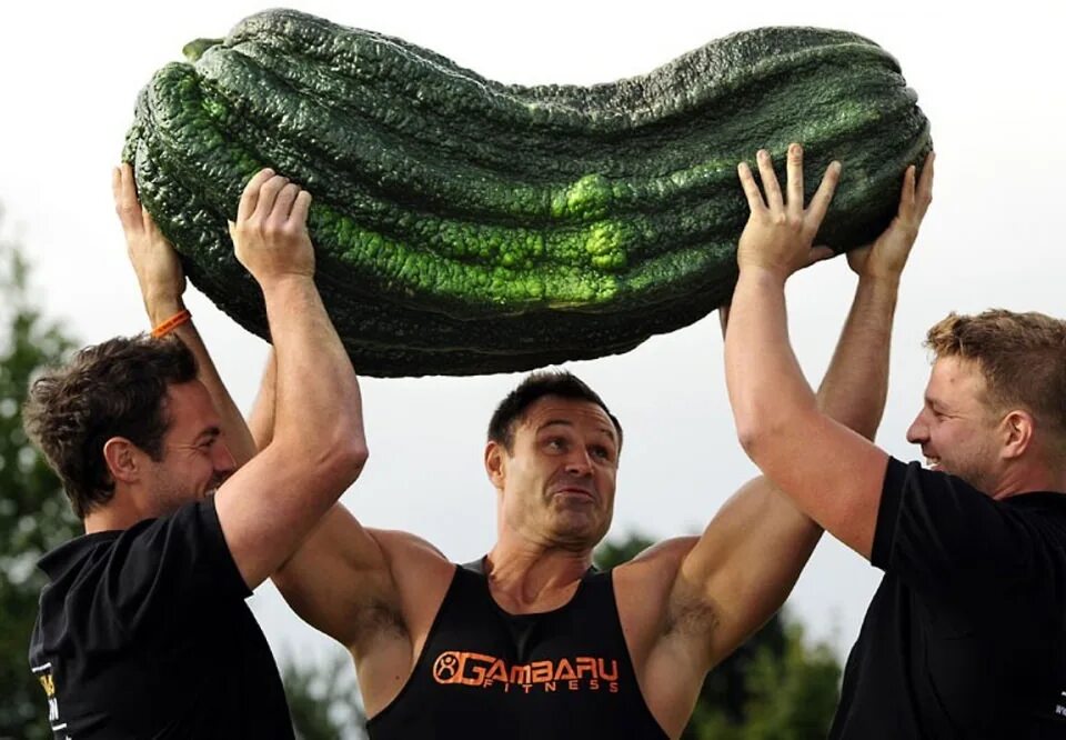 Большо. Кабачок гигант Марроу. Самый большой кабачок. Гигантские овощи и фрукты. Самый большой кабачок в мире.