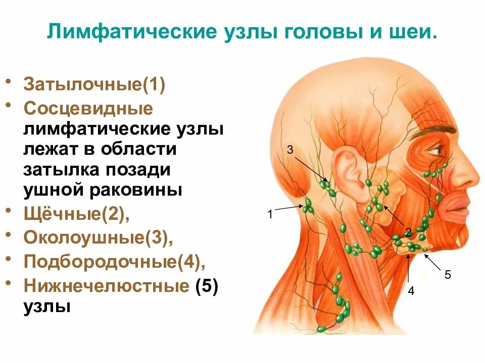 В лобе. Лимфатическая система головы и шеи схема. Лимфоузлы головы и шеи схема. Где находятся шейные лимфоузлы у человека. Шейные лимфоузлы схема.