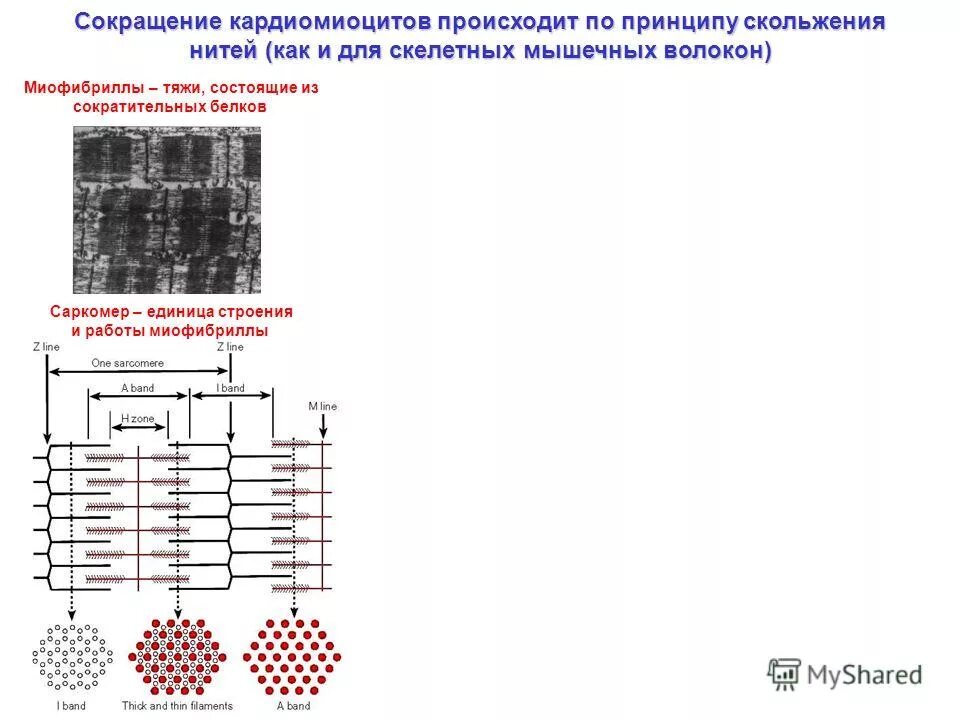 сократительные кардиомиоциты физиология. миофибриллы кардиомиоцитов. сердечной поперечнополосатой мышечной ткани. кардиомиоциты строение. строение типичного кардиомиоцита.