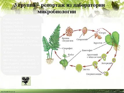 Размножение мхов и папоротников 6 класс